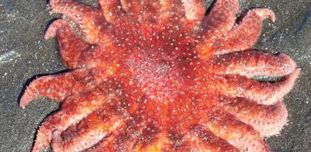 Pycnopodia helianthoides, la estrella de mar girasol en peligro de extinción.