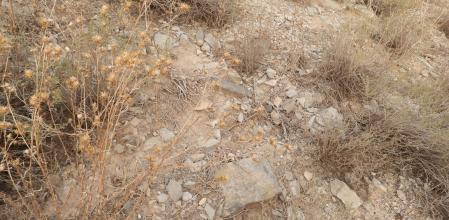 Reto visual: ¿Eres capaz de ver a la mosca en menos de 30 segundos?