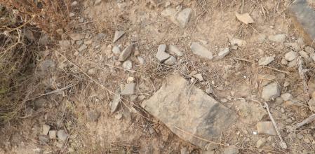 Reto visual: ¿Eres capaz de ver a la mosca en menos de 30 segundos?