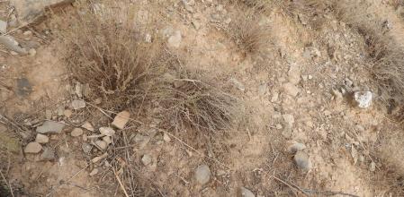 Reto visual: ¿Eres capaz de ver a la mosca en menos de 30 segundos?