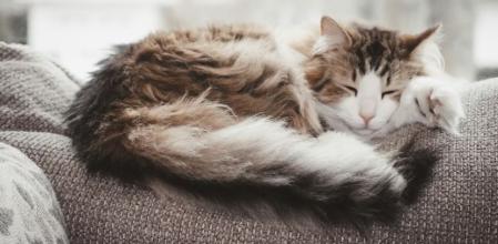 Los gatos suelen dormir sobre su lado izquierdo como mecanismo de supervivencia.