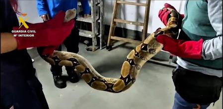 La Guardia Civil durante la requisa de los reptiles&nbsp;