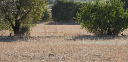 Reto visual: ¿Eres capaz de ver los conejos en menos de 30 segundos?