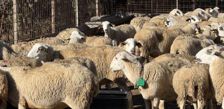 Ovejas con crotales con gps.