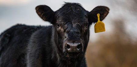 La raza Angus, valorada mundialmente por su calidad y por los altos estándares de crianza