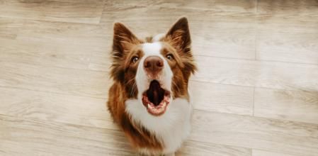 ¿Por qué nuestro perro se pone nervioso cuando nos ve salir de casa? La antrozoóloga Paula Calvo tiene la respuesta, y no es por un tema de 'miedo a quedarse solo'