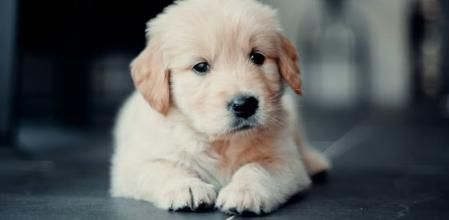 Los genes de los Golden Retriever tienen ciertas similitudes con las personas.