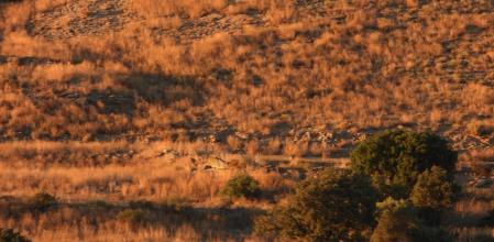 Reto: ¿Encuentras al aguilucho?