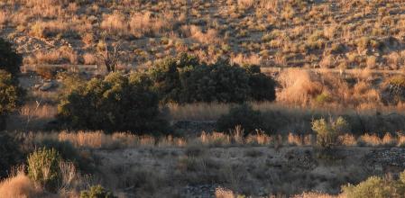 Reto visual: ¿Eres capaz de ver al aguilucho en menos de 30 segundos?