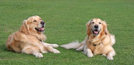 Neus Candela, veterinaria: “Usamos prevención de hace 80 años mientras los animales desarrollan las mismas enfermedades crónicas que los humanos”