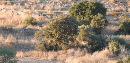 Reto visual: ¿Encuentras al aguilucho?