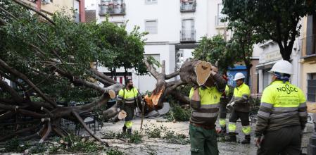 Un rayo parte en dos un árbol centenario en la plazuela Santa Ana, ubicada en el barrio de Triana, sin que hubiera personas afectadas.
