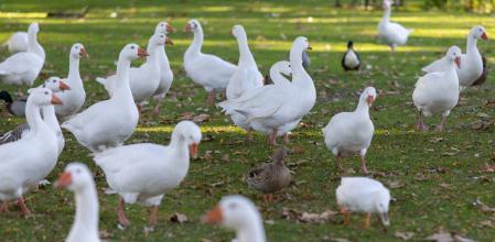 Zona  de prevención contra la Gripe Aviar en el parque del Soto de Móstoles, a 27 de octubre de 2025, en Móstoles, Madrid (España).