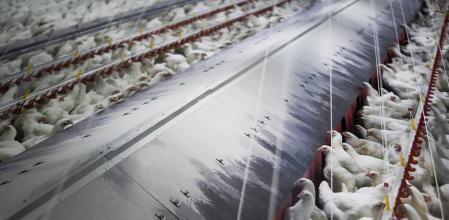 Gallinas en una granja avícola de Palas de Rei, Lugo.
