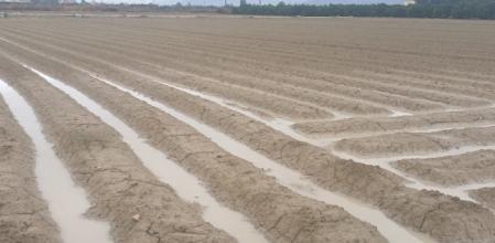 La abundante lluvia de Navidad ha sido en general muy beneficiosa para el campo alicantino