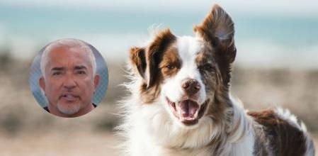 César Millán, entrenador canino, habla sobre cómo los perros son capaces de percibir las emociones de sus dueños.