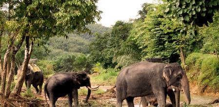 Grupo de elefantes en Tailandia