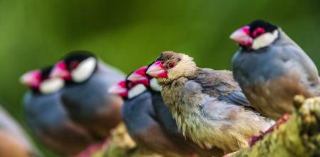 Aves en la isla de Kauai, en Hawái