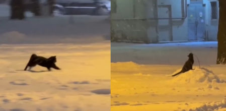 El sorprendente comportamiento de un gato durante la borrasca Francis que ha conquistado las redes: ''La naturaleza puede cautivar incluso a los animalitos''