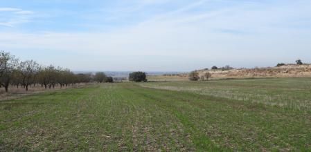 Reto visual: ¿Puedes ver al aguilucho?