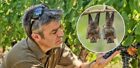 ¿Qué es la viticultora biodinámica?&nbsp;