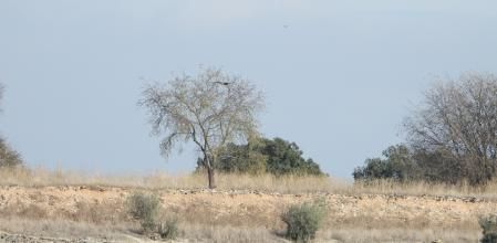 Reto visual: ¿Puedes encontrar al aguilucho en menos de 30 segundos?