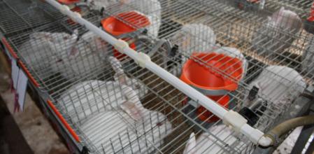 Ejemplares de conejo en una granja de la Comunidad Valenciana