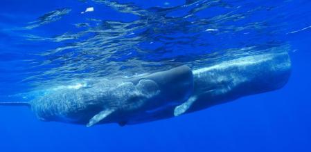 El número de cachalotes presentes en el Mediterráneo se cifra entre 500 y 5.000&nbsp;