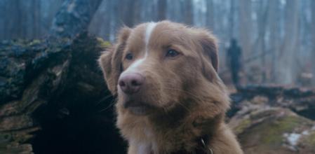 Indy, el perro protagonista de 'Good boy'