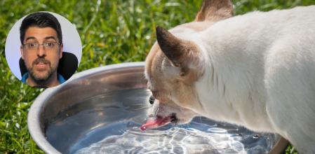 El veterinario Juanjo ahonda en las posibles enfermedades de los perros que beben agua en exceso