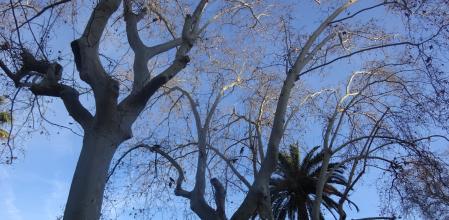 Reto visual: ¿Eres capaz de encontrar a las siete cotorras?