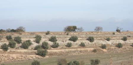 Reto visual: ¿Puedes ver el aguilucho en menos de 30 segundos?