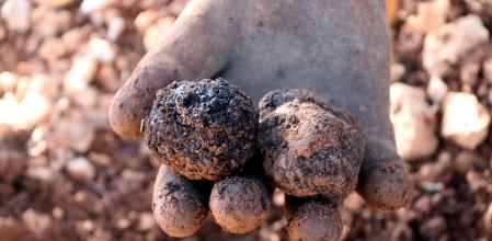Trufas recién cosechadas.