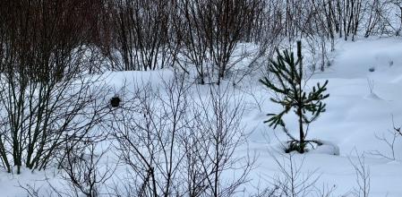 Paisaje cubierto de nieve en el Pallars Sobirà.