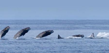 La presión para proteger rorcuales y cachalotes llega al Congreso con una pregunta al Gobierno