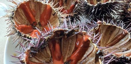 Erizo de mar en la Garoinada de Palafrugell.