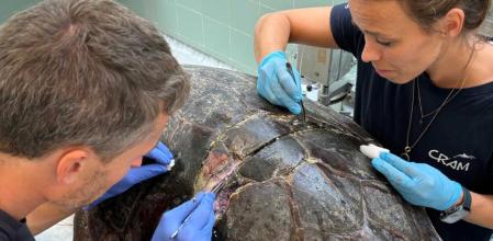 Els rescats i assistència d’animals marins es van duplicar el 2025 a Catalunya