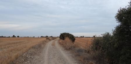 Reto visual: ¿Ves a los escribanos trigueros?