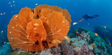 La isla tailandesa de Koh Phi Phi Lech se vio invadida por miles de personas tras ser escenario de una película protagonizada por Leonardo Di Caprio 