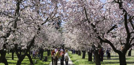 Locales y turistas pasean por el parque madrileño de la Quinta de los Molinos para contemplar los almendros en flor