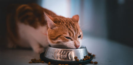 Gato comiendo.&nbsp;