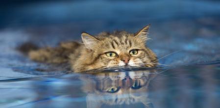 Aunque existe la creencia generalizada de que los gatos y el agua son enemigos naturales, un nuevo estudio desafía este mito.&nbsp;