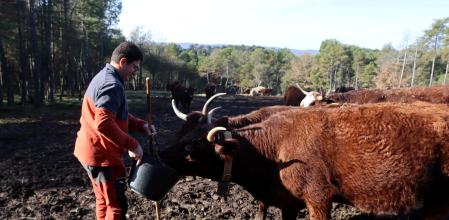 Joan Casafont, alimentando a sus vacas.