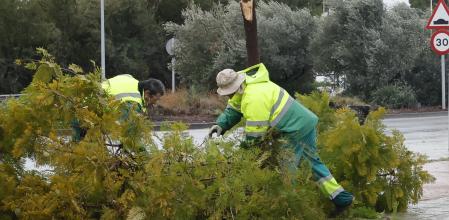 Operarios de Mairena del Aljarafe (Sevilla) retiran restos de un árbol caído por el fuerte viento. La borrasca Kristin afecta este miércoles a Andalucía y las ocho provincias tienen activados avisos naranjas o rojo en el caso de Almería, por lluvia, viento o fenómenos costeros. 