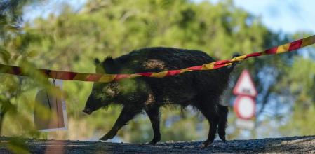Un jabalí campa por la sierra de Collserola, lugar en el que apareció el brote a finales de noviembre de 2025