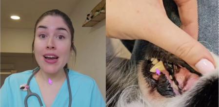 María Sanz, veterinaria: “Así es como debes comprobar sus mucosas para detectar si algo no va bien”