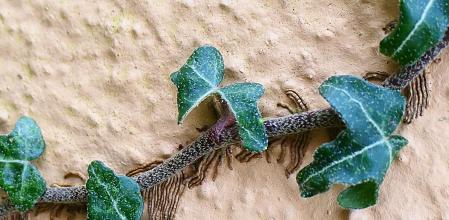 Hiedra trepando por una pared.