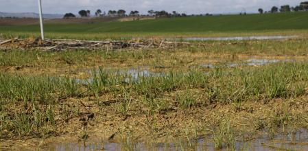 Campo de cereales en Gimenells