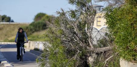 Un ciclista pasa junto a un árbol caido por el viento cuando la Comunitat Valenciana afronta el fin de semana con el viento como gran protagonista&nbsp;