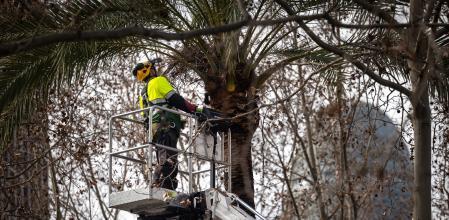 Un operario de Parcs i Jardins retira un nido de cotorras de la avenida Diagonal